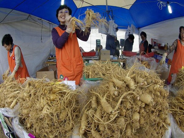Nhân sâm Hàn Quốc thu hoạch khi sâm được mấy năm tuổi