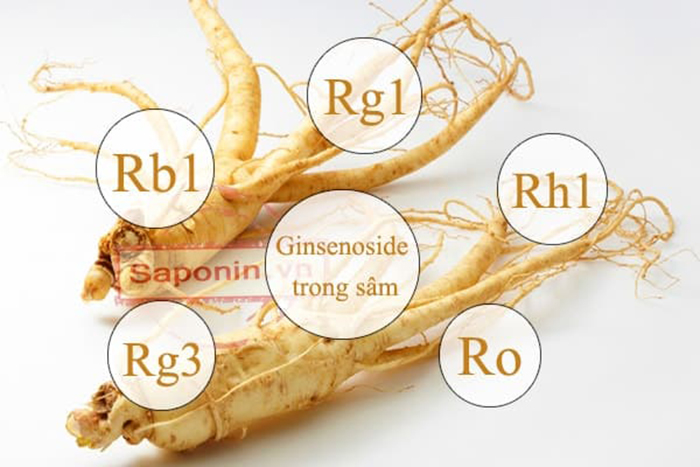 Saponin trong nhân sâm là gì? có tác dụng như thế nào đối với cơ thể?